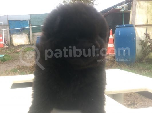 Şimsiyah Chow Chow Yavruları görsel