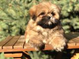 Shih -Poo Yavrumuz
