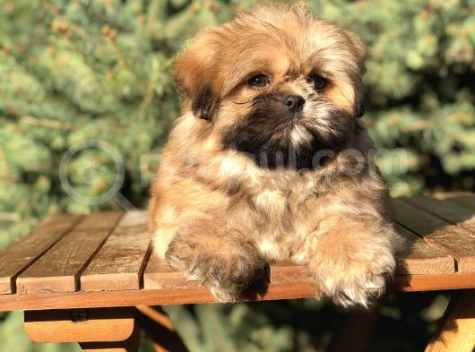 Shih -Poo Yavrumuz görsel