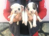 Fransız Bulldogs