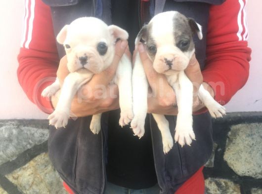 Fransız Bulldogs görsel