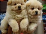 Üst Kalite Chow Chow Yavrular