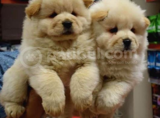 Üst Kalite Chow Chow Yavrular görsel