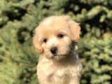 Dizayn Irk Maltipoo Yavrular