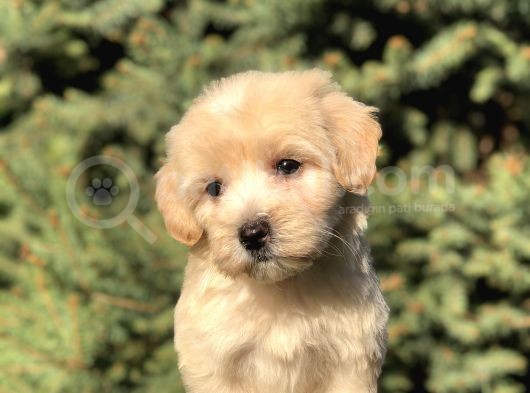 Dizayn Irk Maltipoo Yavrular görsel