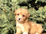 Birbirinden Güzel Maltıpoo Yavrular