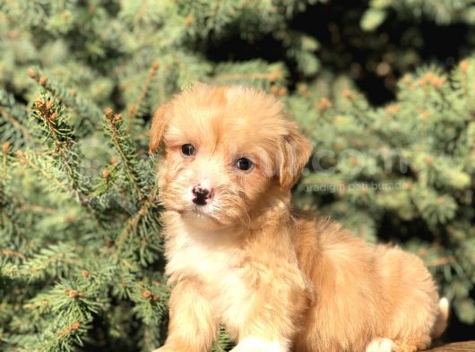 Birbirinden Güzel Maltıpoo Yavrular görsel