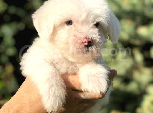 Özel Üretim Özel Maltıpoo Yavrular görsel