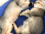 British Shorthair Golden Yavrular