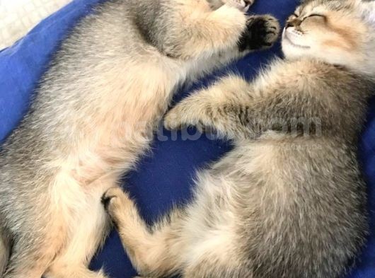 British Shorthair Golden Yavrular görsel