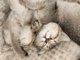British Shorthair Golden Yavrular
