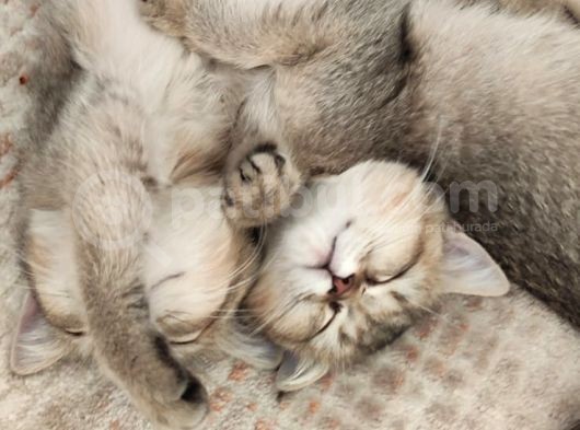 British Shorthair Golden Yavrular görsel