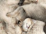 British Shorthair Golden Yavrular