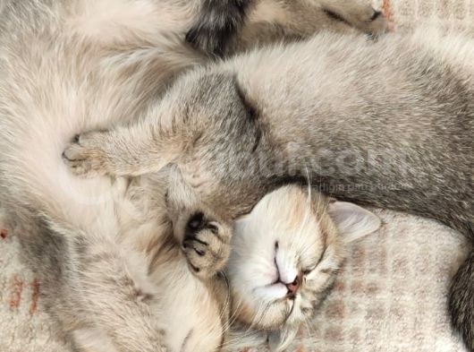 British Shorthair Golden Yavrular görsel