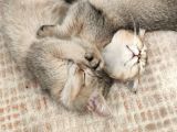 British Shorthair Golden Yavrular