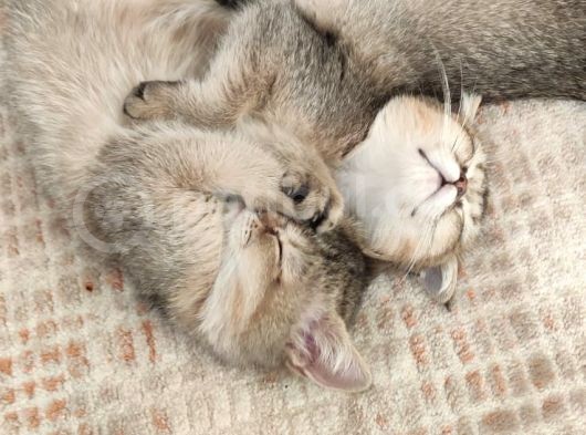 British Shorthair Golden Yavrular görsel