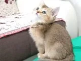 British Shorthair Golden Yavrular