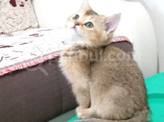British Shorthair Golden Yavrular