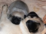 Pug Mops Bebekler