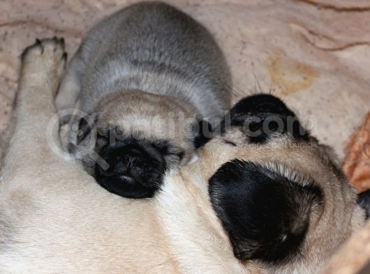 Pug Mops Bebekler görsel