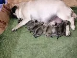 Pug Mops Bebekler