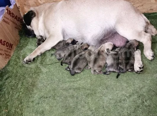 Pug Mops Bebekler