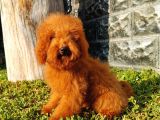 Red Brown Toy Poodle