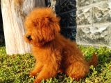 Red Brown Toy Poodle