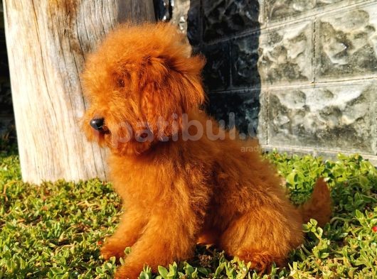 Red Brown Toy Poodle görsel