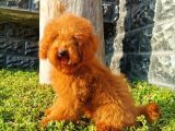 Red Brown Toy Poodle
