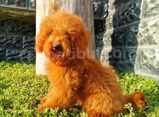 Red Brown Toy Poodle görsel