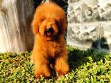 Red Brown Toy Poodle