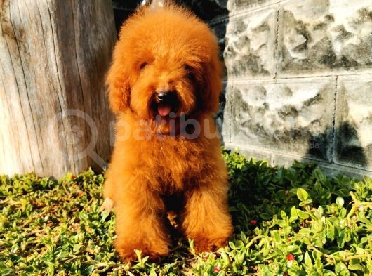 Red Brown Toy Poodle görsel