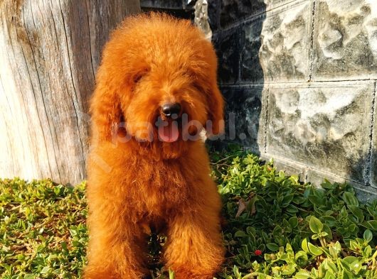 Red Brown Toy Poodle görsel