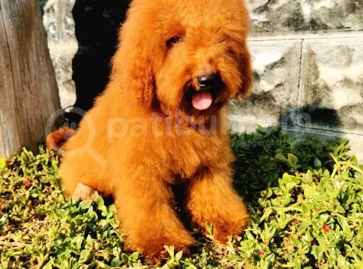 Red Brown Toy Poodle