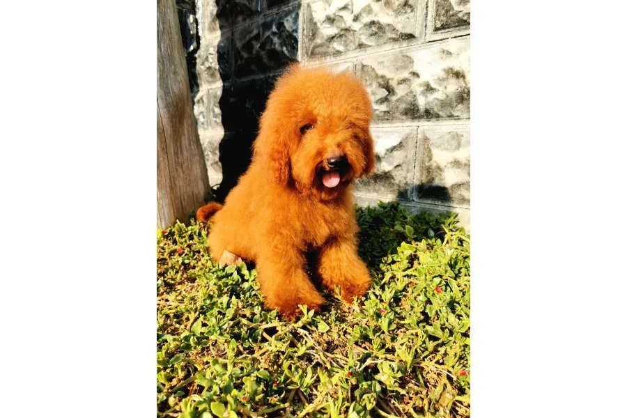 Red Brown Toy Poodle
