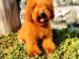 Red Brown Toy Poodle