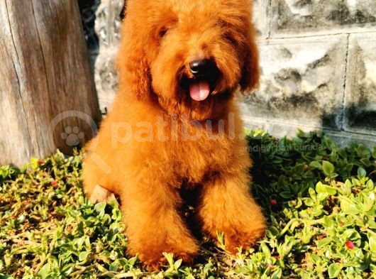 Red Brown Toy Poodle görsel