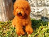 Red Brown Toy Poodle