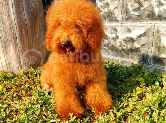 Red Brown Toy Poodle görsel