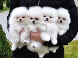 Ayi Surat  Mi̇ni̇ Pomerani̇an Boo Teddy Bear  Fci̇ Secereli̇