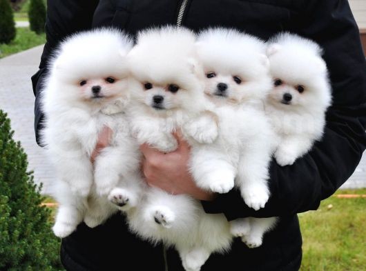 Ayi Surat  Mi̇ni̇ Pomerani̇an Boo Teddy Bear  Fci̇ Secereli̇ görsel