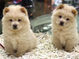 Safkan Çin Aslanı Chow Chow Yavrularımız