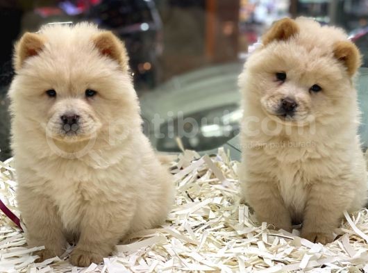 Safkan Çin Aslanı Chow Chow Yavrularımız görsel