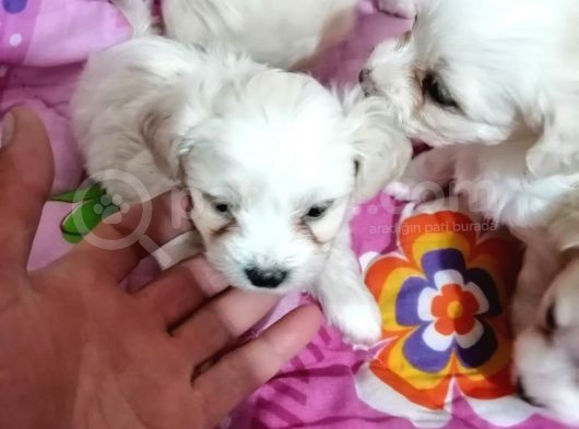 Maltese Yavrular görsel