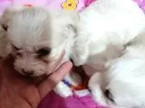 Maltese Yavrular