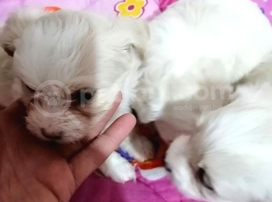 Maltese Yavrular görsel
