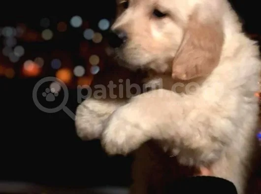 Orj. Babyface Golden Ret Bebeklerimiz -