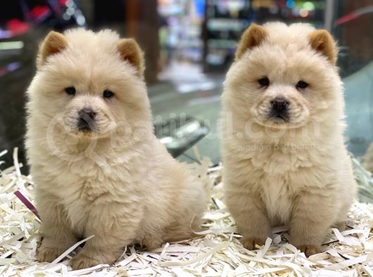 Safkan Çin Aslanı Chow Chow Yavrularımız görsel