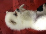 Pomeranian Spitz Büyümeyen Küçük Irk